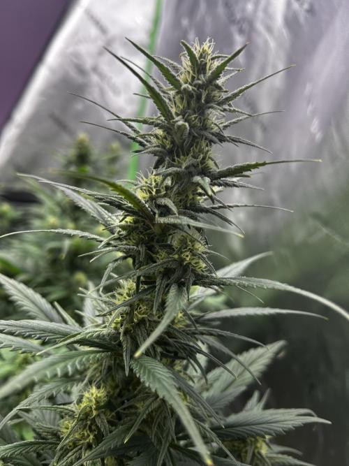 StrawBerry Gorilla RF3. Week 8