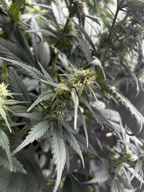 StrawBerry Gorilla RF3. Week 8