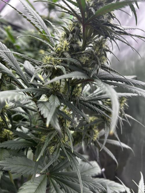 StrawBerry Gorilla RF3. Week 8