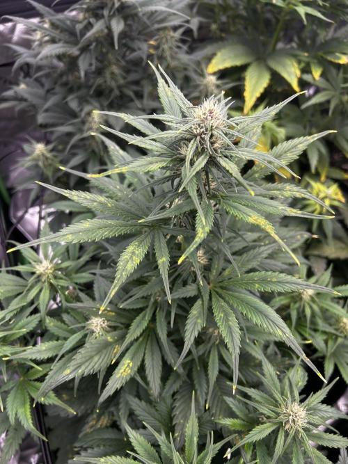 StrawBerry Gorilla RF3. Week 8