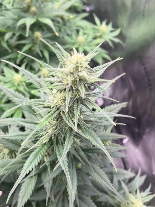 StrawBerry Gorilla RF3