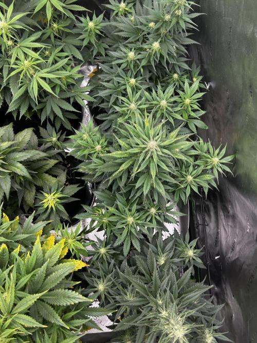 StrawBerry Gorilla RF3. Week 8