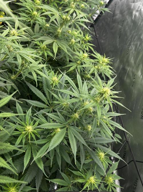 Apple Strudel Auto. Week 8
