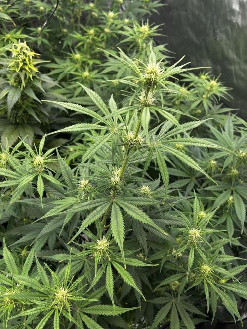 Apple Strudel Auto. Week 8