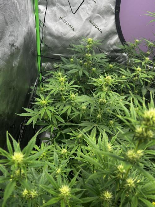 Apple Strudel Auto. Week 8