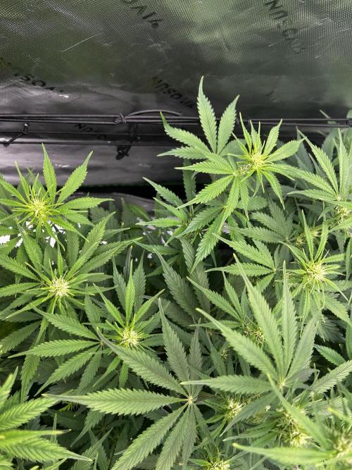 Apple Strudel Auto. Week 8