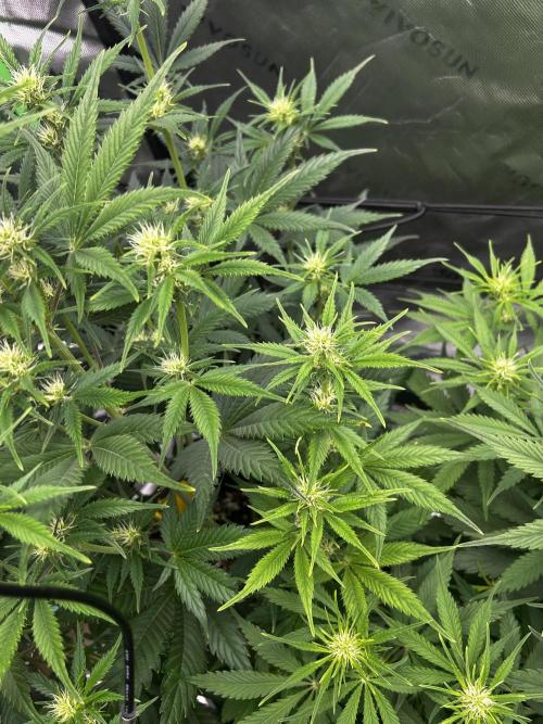 Apple Strudel Auto. Week 8