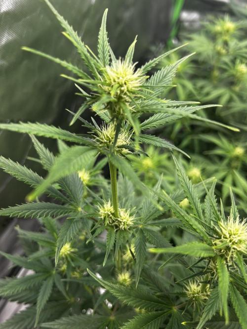 Apple Strudel Auto. Week 8