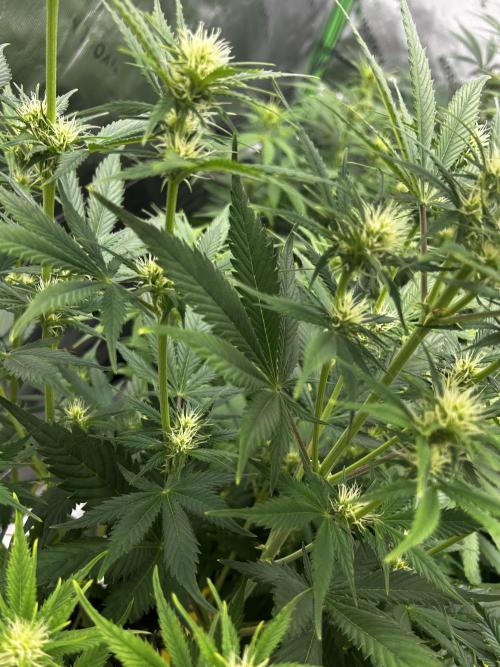 Apple Strudel Auto. Week 8