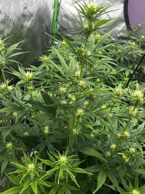 Apple Strudel Auto. Week 8