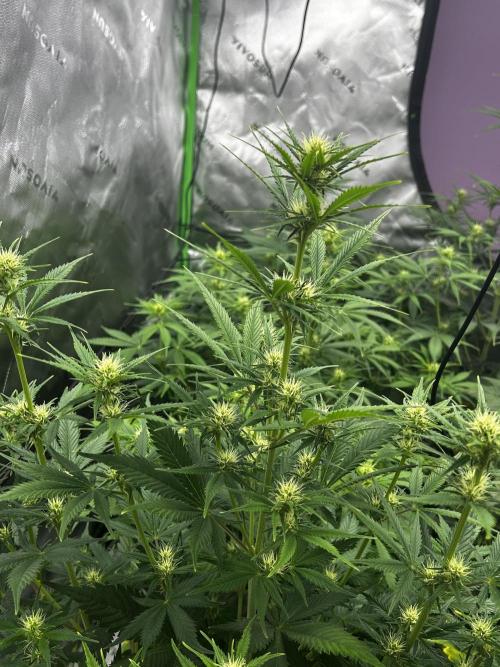 Apple Strudel Auto. Week 8