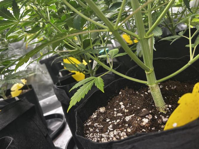 Apple Strudel Auto. Week 8