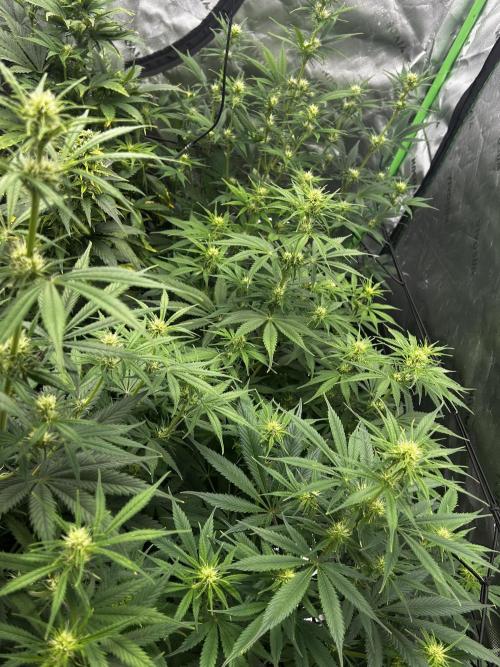 Apple Strudel Auto. Week 8