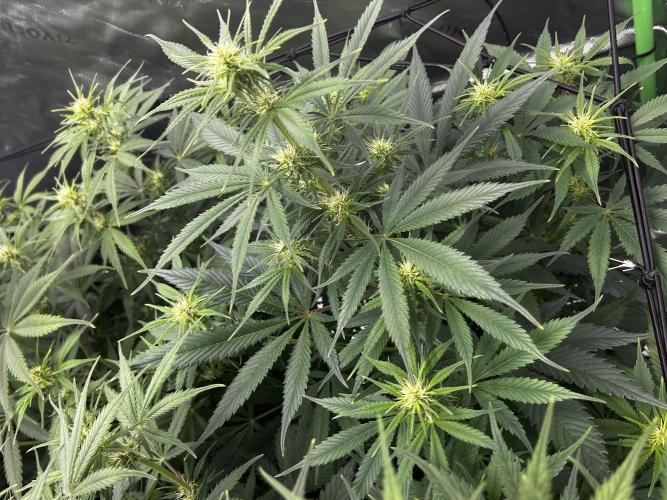 Apple Strudel Auto. Week 8