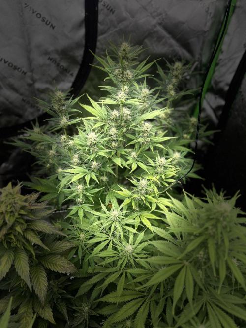 Apple Strudel Auto. Week 9