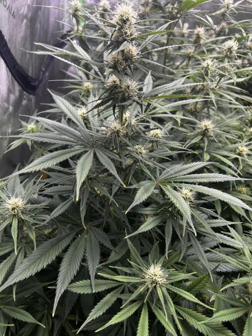 Apple Strudel Auto. Week 9