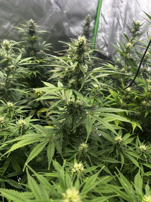 Apple Strudel Auto. Week 9