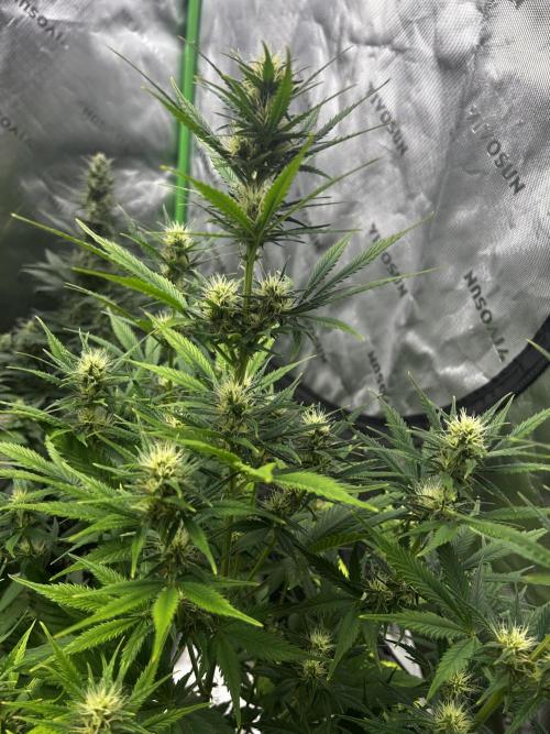 Apple Strudel Auto. Week 9