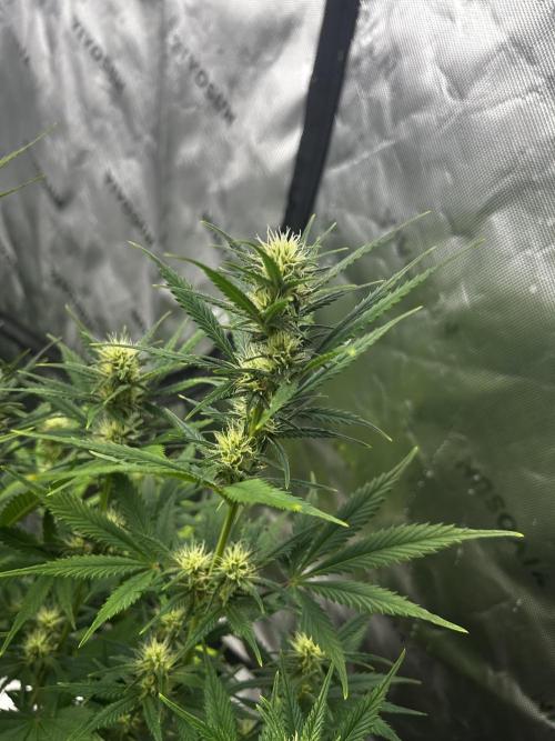 Apple Strudel Auto. Week 9