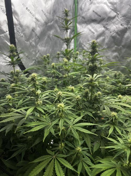 Apple Strudel Auto. Week 9