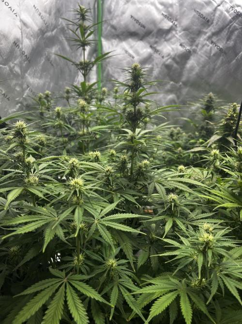 Apple Strudel Auto. Week 9