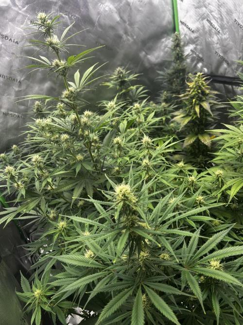Apple Strudel Auto. Week 9