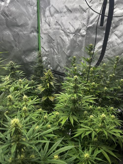 Apple Strudel Auto. Week 9