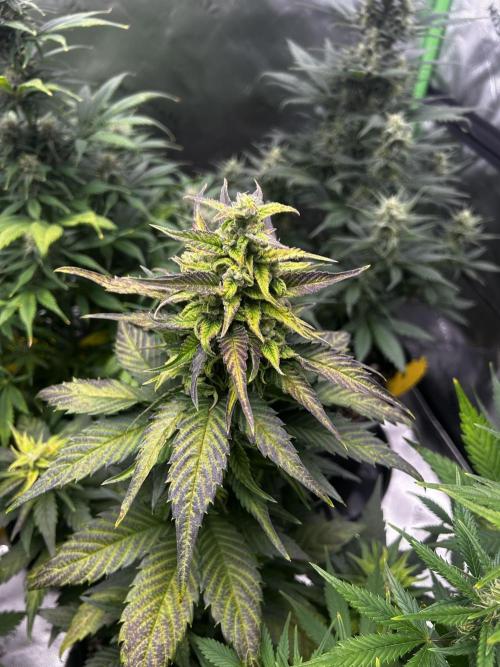 StrawBerry Gorilla RF3. Week 9