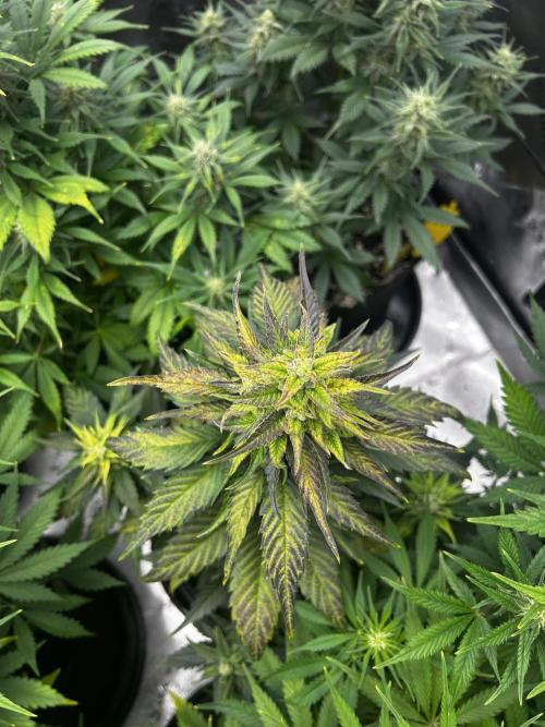 StrawBerry Gorilla RF3. Week 9