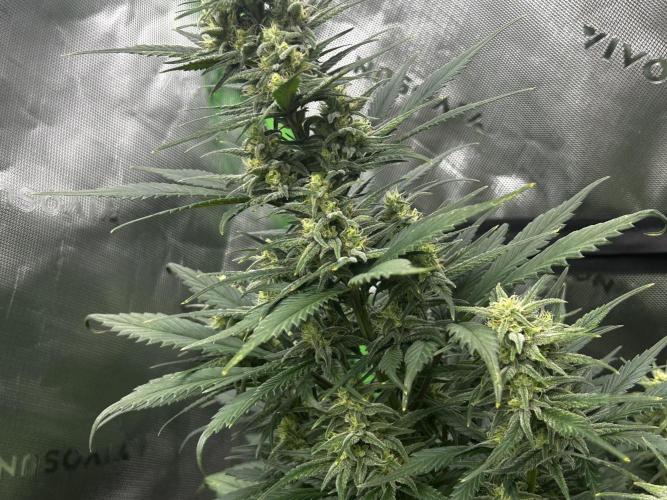 StrawBerry Gorilla RF3. Week 9
