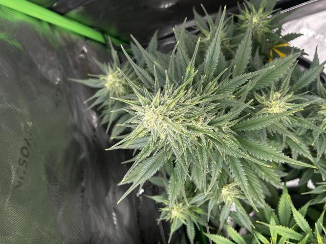 StrawBerry Gorilla RF3. Week 9