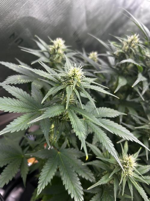 StrawBerry Gorilla RF3. Week 9