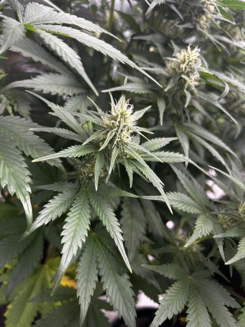 StrawBerry Gorilla RF3. Week 9