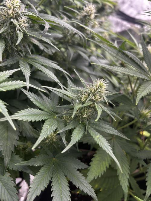 StrawBerry Gorilla RF3. Week 9