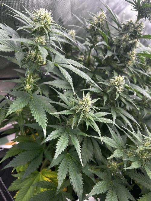 StrawBerry Gorilla RF3. Week 9