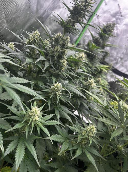 StrawBerry Gorilla RF3. Week 9