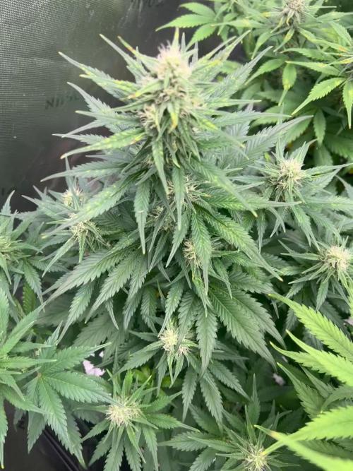 StrawBerry Gorilla RF3