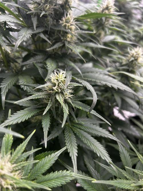 StrawBerry Gorilla RF3. Week 9
