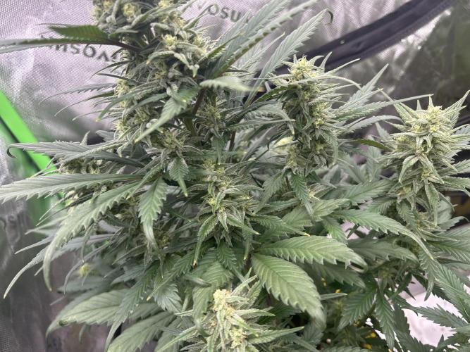 StrawBerry Gorilla RF3. Week 9