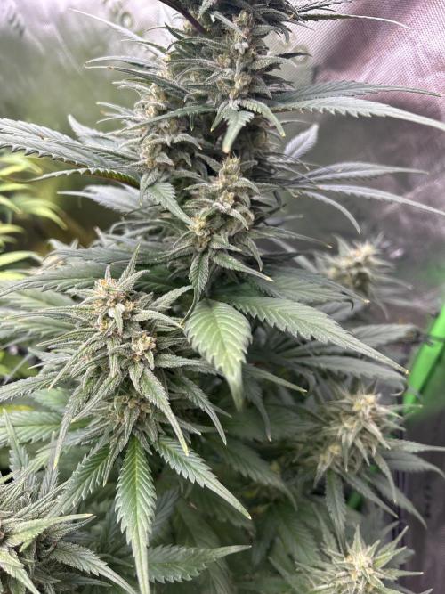 StrawBerry Gorilla RF3. Week 10
