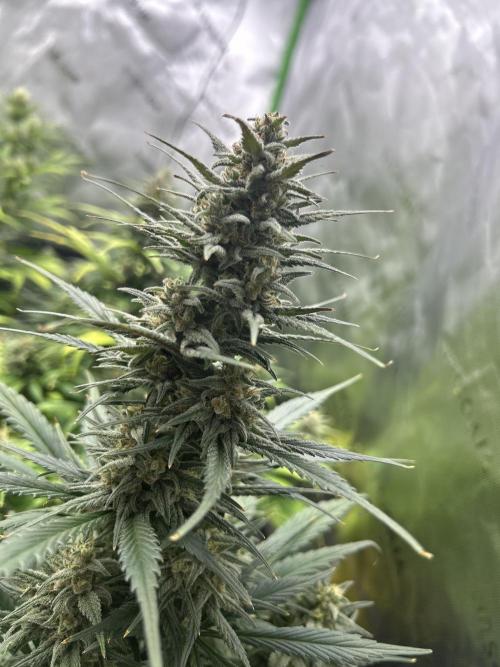 StrawBerry Gorilla RF3. Week 10