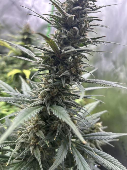 StrawBerry Gorilla RF3. Week 10