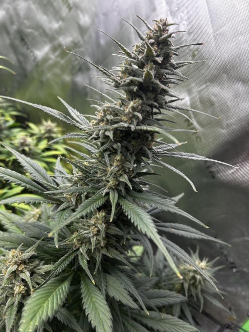 StrawBerry Gorilla RF3. Week 10