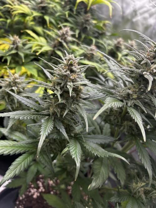 StrawBerry Gorilla RF3. Week 10
