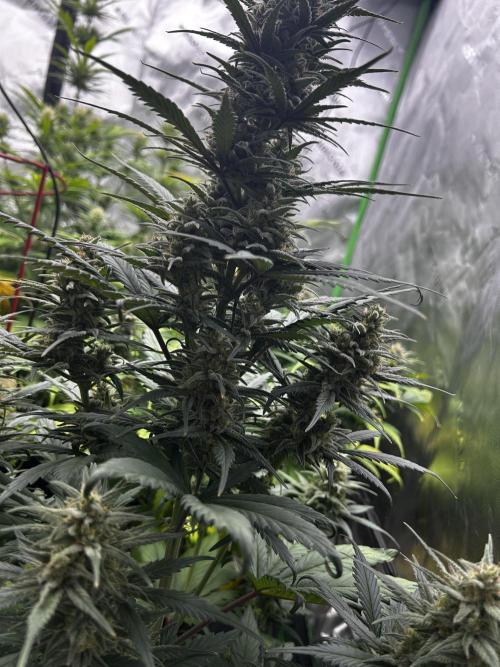 StrawBerry Gorilla RF3. Week 10