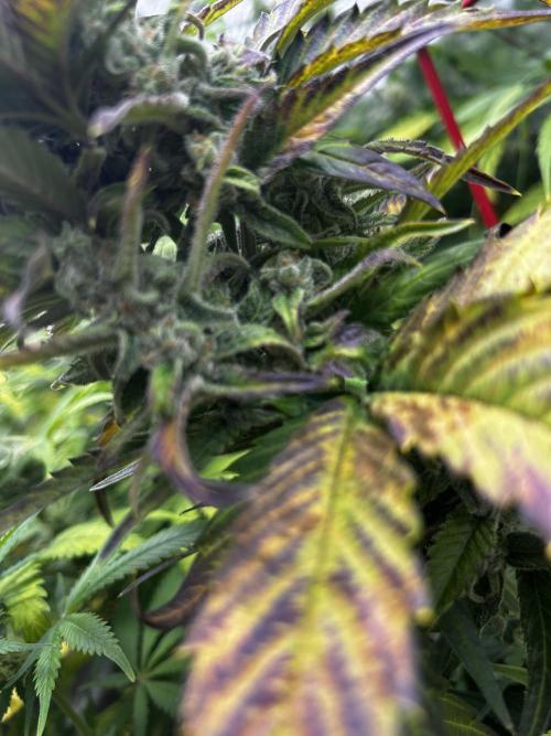 StrawBerry Gorilla RF3. Week 10
