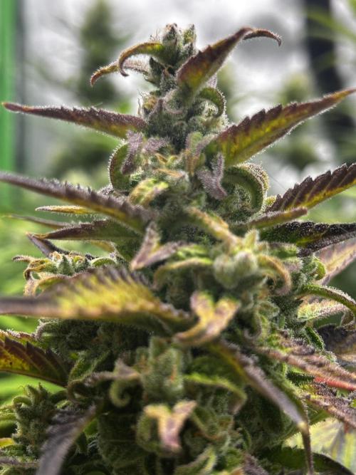 StrawBerry Gorilla RF3. Week 10