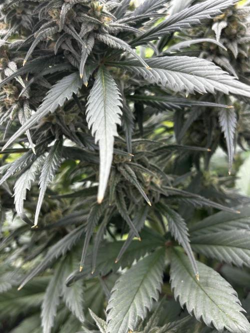 StrawBerry Gorilla RF3. Week 10