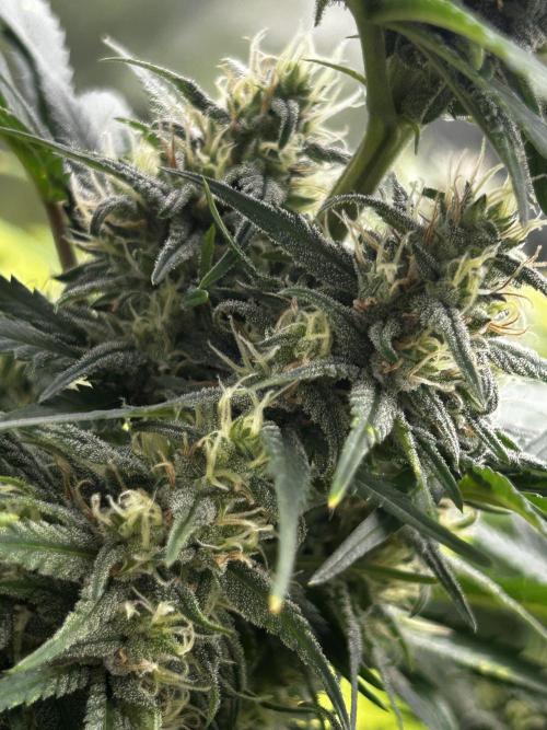 StrawBerry Gorilla RF3. Week 10