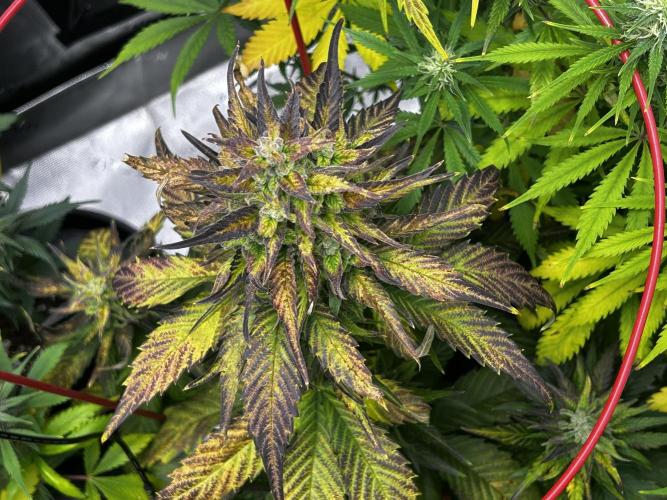 StrawBerry Gorilla RF3. Week 10